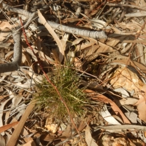 Laxmannia gracilis at Belconnen, ACT - 11 Apr 2016 03:51 PM