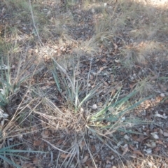 Dianella sp. aff. longifolia (Benambra) (Pale Flax Lily, Blue Flax Lily) at Belconnen, ACT - 11 Apr 2016 by MichaelMulvaney