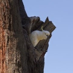 Cacatua galerita (Sulphur-crested Cockatoo) at Dunlop, ACT - 8 Nov 2015 by AlisonMilton