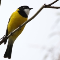 Pachycephala pectoralis (Golden Whistler) at Dunlop, ACT - 19 Apr 2015 by AlisonMilton