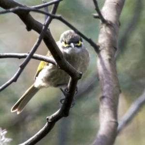 Caligavis chrysops at Hawker, ACT - 19 Apr 2015