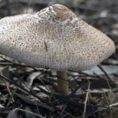 Macrolepiota sp. at Dunlop, ACT - 19 Apr 2015 by Alison Milton