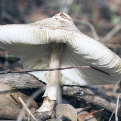 Macrolepiota sp. at Dunlop, ACT - 19 Apr 2015