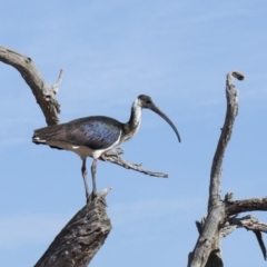 Threskiornis spinicollis (Straw-necked Ibis) at Hawker, ACT - 12 May 2013 by AlisonMilton