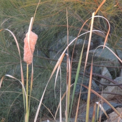 Typha domingensis (Bullrush) at Bonython, ACT - 13 Apr 2016 by MichaelBedingfield