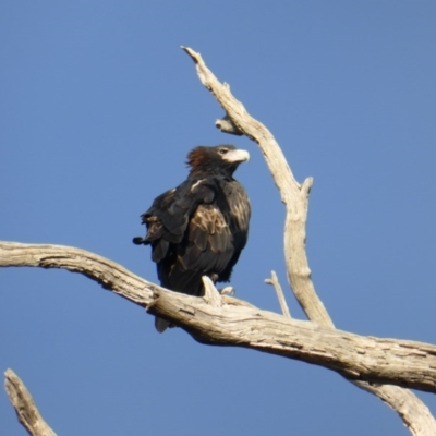 Aquila audax (Wedge-tailed Eagle) at Isaacs Ridge - 13 Apr 2016 by Mike