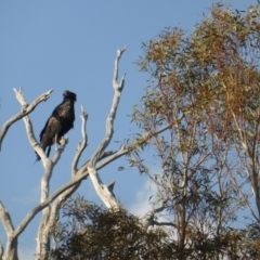 Aquila audax at Isaacs Ridge - 13 Apr 2016 05:00 PM