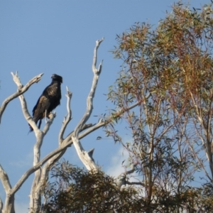 Aquila audax at Isaacs Ridge - 13 Apr 2016 05:00 PM