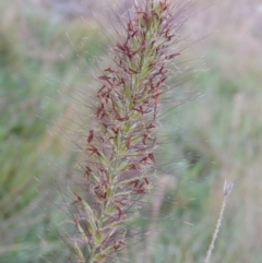 Cenchrus purpurascens (Swamp Foxtail) at Bonython, ACT - 13 Apr 2016 by MichaelBedingfield