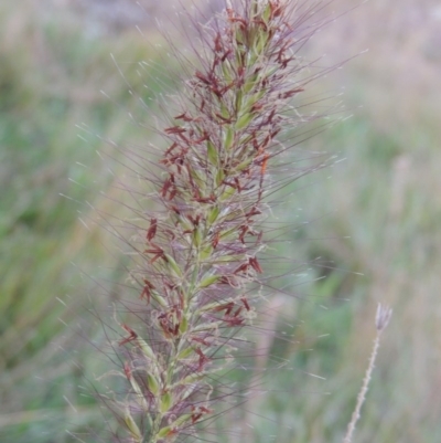 Cenchrus purpurascens (Swamp Foxtail) at Bonython, ACT - 13 Apr 2016 by michaelb