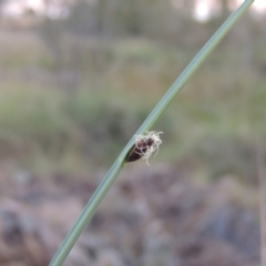 Schoenoplectus pungens (Common Three-Square) at Bonython, ACT - 13 Apr 2016 by michaelb