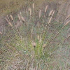 Cenchrus purpurascens (Swamp Foxtail) at Pine Island to Point Hut - 13 Apr 2016 by michaelb