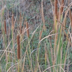 Typha domingensis (Bullrush) at Pine Island to Point Hut - 13 Apr 2016 by michaelb