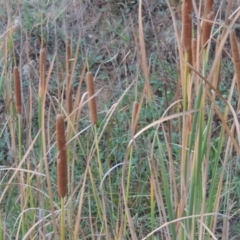 Typha domingensis (Bullrush) at Bonython, ACT - 13 Apr 2016 by MichaelBedingfield