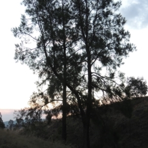 Casuarina cunninghamiana subsp. cunninghamiana at Bonython, ACT - 13 Apr 2016 07:20 PM
