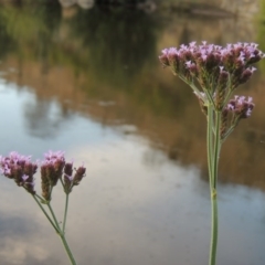 Verbena incompta (Purpletop) at Tennent, ACT - 11 Jan 2016 by MichaelBedingfield