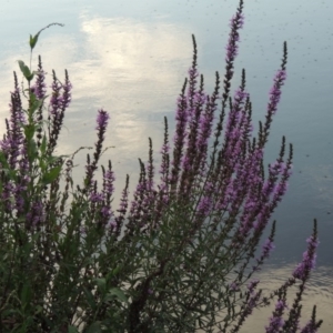 Lythrum salicaria at Tennent, ACT - 11 Jan 2016