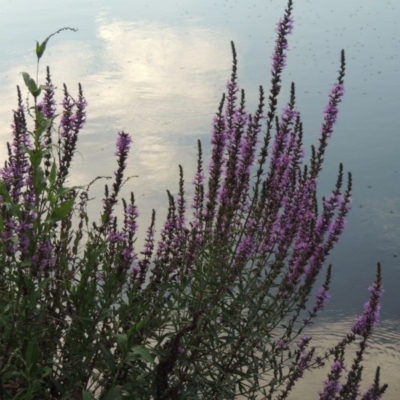 Lythrum salicaria (Purple Loosestrife) at Tennent, ACT - 11 Jan 2016 by michaelb