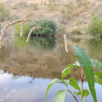 Persicaria lapathifolia (Pale Knotweed) at Tennent, ACT - 11 Jan 2016 by MichaelBedingfield