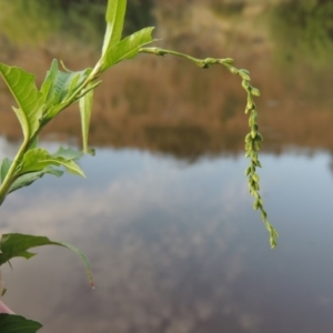 Persicaria hydropiper at Tennent, ACT - 11 Jan 2016