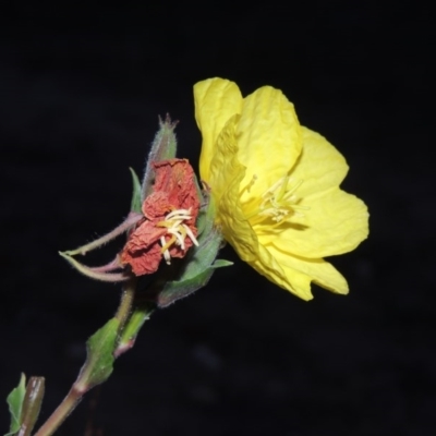 Oenothera stricta subsp. stricta (Common Evening Primrose) at Tennent, ACT - 11 Jan 2016 by michaelb