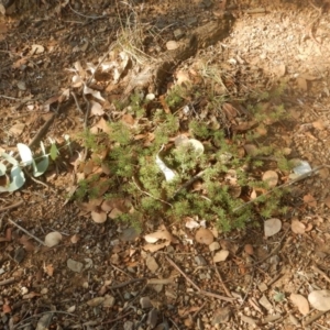 Pultenaea subspicata at Belconnen, ACT - 13 Apr 2016