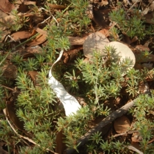 Pultenaea subspicata at Belconnen, ACT - 13 Apr 2016