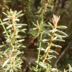 Pultenaea subspicata at Belconnen, ACT - 13 Apr 2016