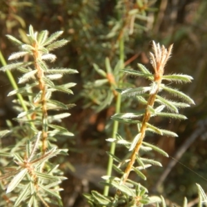 Pultenaea subspicata at Belconnen, ACT - 13 Apr 2016 04:07 PM