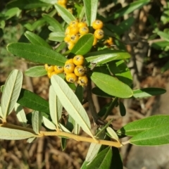 Pyracantha angustifolia (Firethorn, Orange Firethorn) at Isaacs Ridge - 12 Apr 2016 by Mike