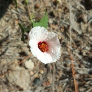 Pavonia hastata at Isaacs, ACT - 13 Apr 2016