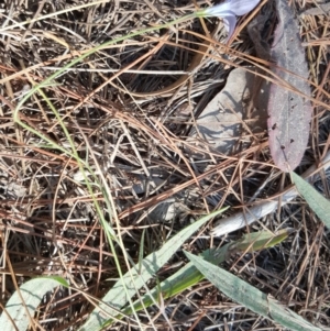 Wahlenbergia stricta subsp. alterna at Isaacs, ACT - 13 Apr 2016 02:31 PM