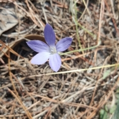 Wahlenbergia stricta subsp. alterna at Isaacs, ACT - 13 Apr 2016 02:31 PM