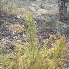 Cassinia sifton (Sifton Bush, Chinese Shrub) at Jerrabomberra, ACT - 13 Apr 2016 by Mike