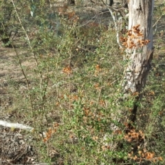 Bursaria spinosa (Native Blackthorn, Sweet Bursaria) at Jerrabomberra, ACT - 13 Apr 2016 by Mike