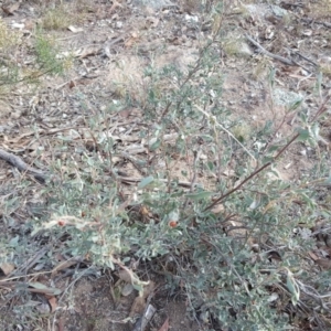 Hibbertia obtusifolia at Symonston, ACT - 13 Apr 2016 03:25 PM