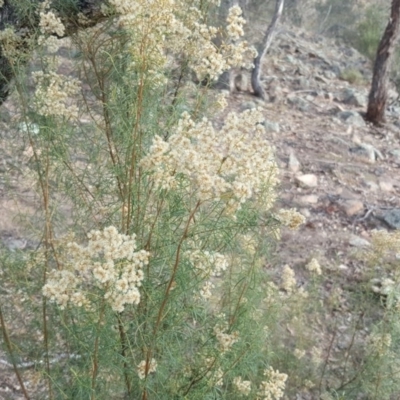 Cassinia quinquefaria (Rosemary Cassinia) at Jerrabomberra, ACT - 13 Apr 2016 by Mike