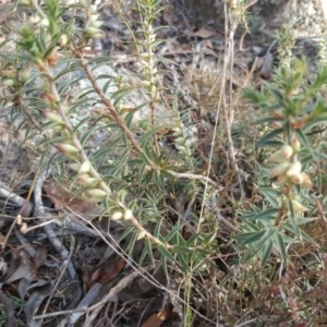 Melichrus urceolatus at Isaacs Ridge - 13 Apr 2016