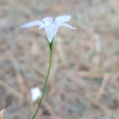 Wahlenbergia sp. (Bluebell) at Isaacs, ACT - 13 Apr 2016 by Mike