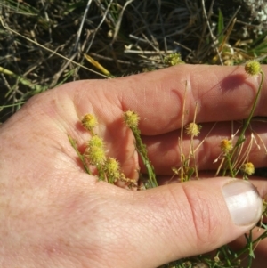 Calotis lappulacea at Coombs, ACT - 12 Apr 2016