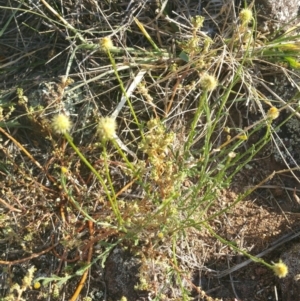 Calotis lappulacea at Coombs, ACT - 12 Apr 2016