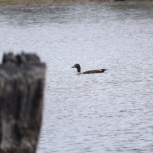 Tadorna tadornoides at Gungahlin, ACT - 13 Apr 2016