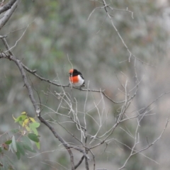 Petroica goodenovii (Red-capped Robin) at Forde, ACT - 13 Apr 2016 by ArcherCallaway