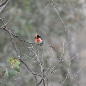 Petroica goodenovii at Forde, ACT - 13 Apr 2016