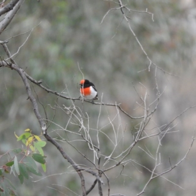 Petroica goodenovii (Red-capped Robin) at Forde, ACT - 13 Apr 2016 by ArcherCallaway