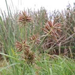 Cyperus congestus (Dense Flat-sedge) at Yarralumla, ACT - 24 Mar 2016 by michaelb