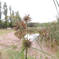 Cyperus congestus at Yarralumla, ACT - 24 Mar 2016