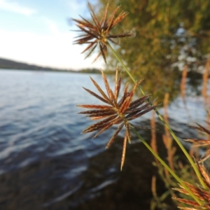 Cyperus congestus at Lake Burley Griffin West - 9 Mar 2016