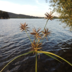 Cyperus congestus at Lake Burley Griffin West - 9 Mar 2016