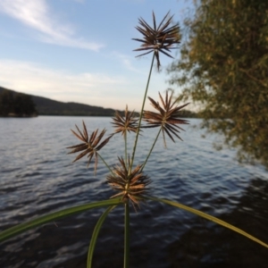 Cyperus congestus at Lake Burley Griffin West - 9 Mar 2016